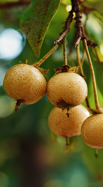 Trồng trọt Macca